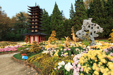 菊花展