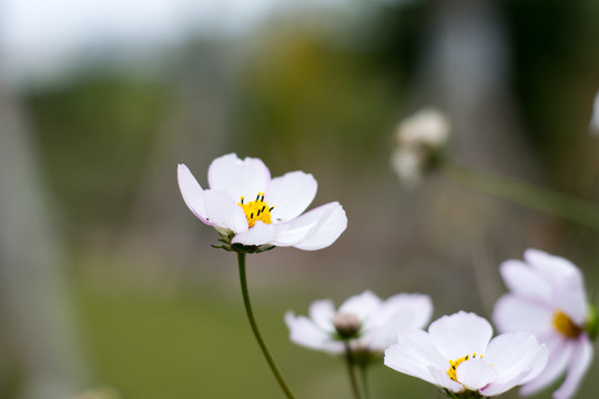 格桑花