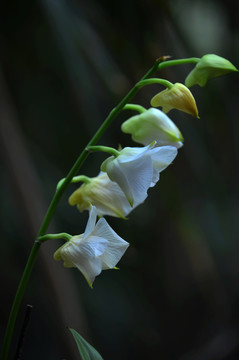 一束小花出墻來