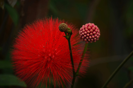 花卉高清