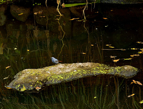 溪石上的小鸟
