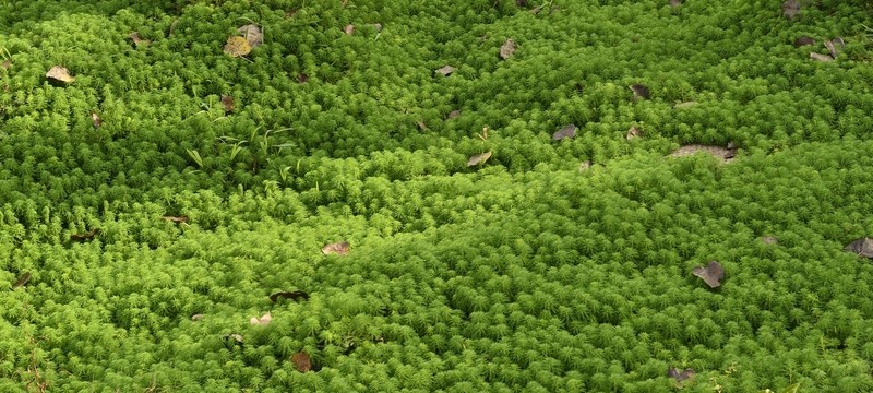 水草地 綠草地