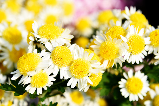 小菊花
