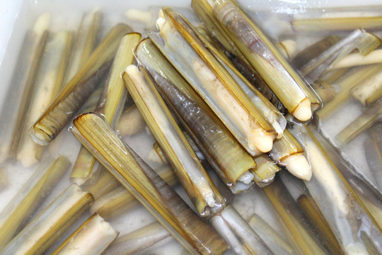 竹節(jié)蟶