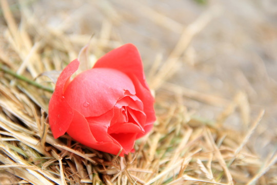 紅花