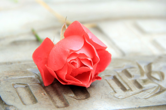 一枝花