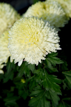 菊花