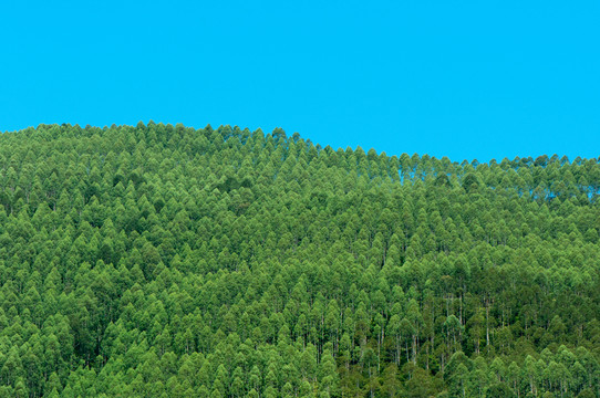 桉樹林