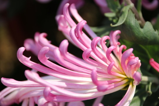 菊花
