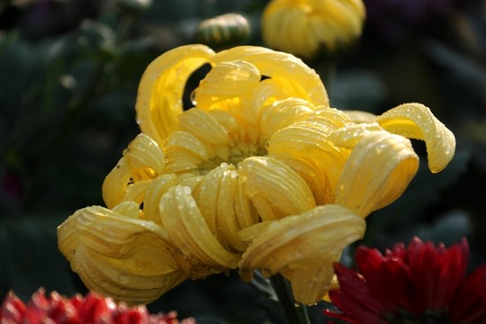 菊花