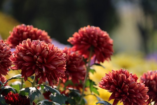 菊花