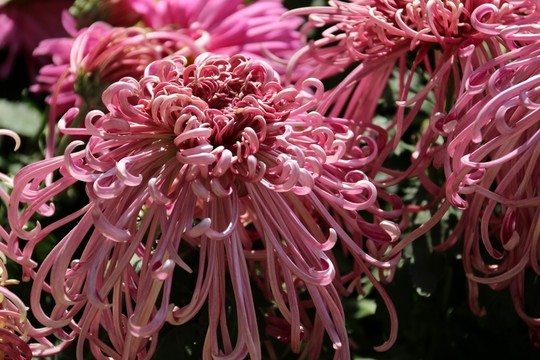 菊花