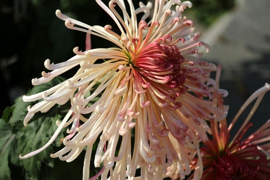 菊花