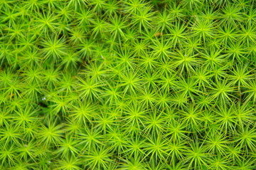 苔蘚