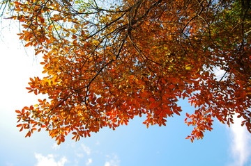 金秋 紅葉