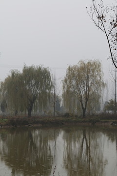 池塘風(fēng)景
