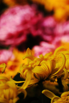 菊