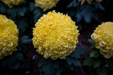 菊花展