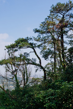 山間樹木