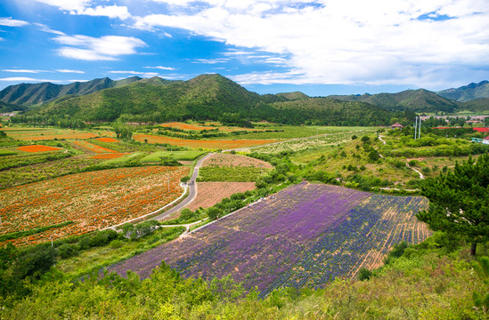 北京延慶四季花海
