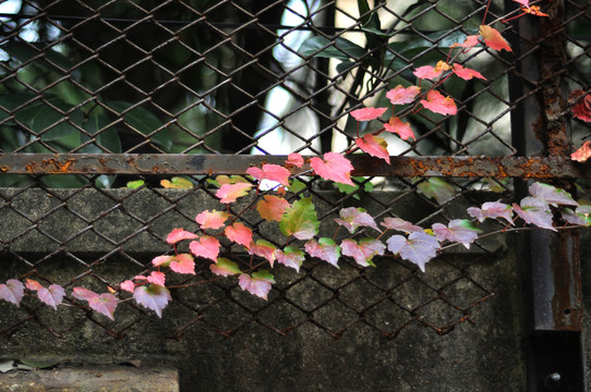 爬山虎 紅 顏色
