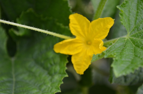 黃瓜花