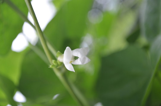 豆角花