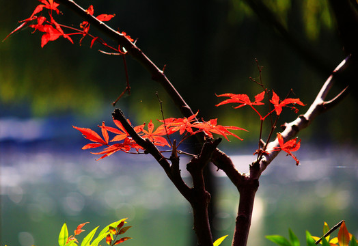 紅葉