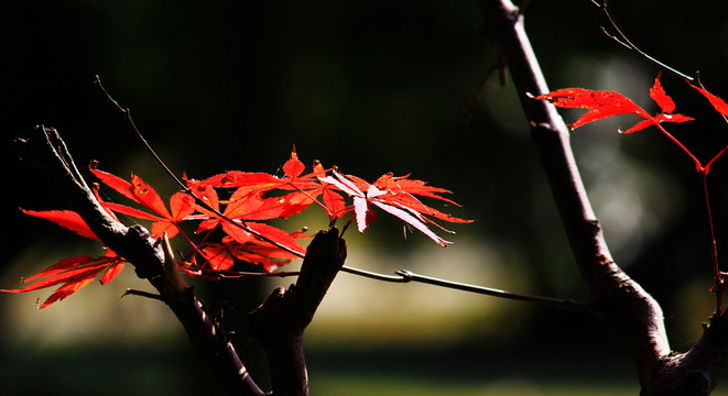 紅葉