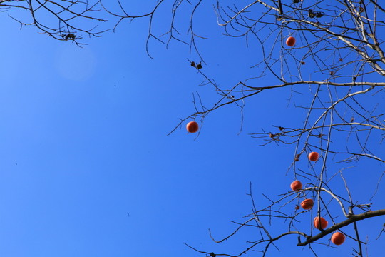 柿子樹