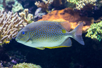 海水魚 熱帶魚 海水觀賞魚