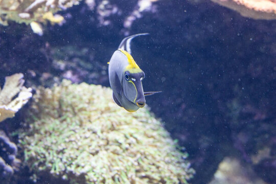 海水魚 熱帶魚 海水觀賞魚