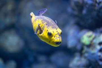鲀科魚類 海水魚