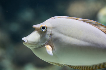 海水魚 熱帶魚 海水觀賞魚