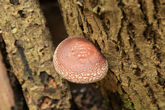 山香菇 菌類 蘑菇 食品 蔬菜