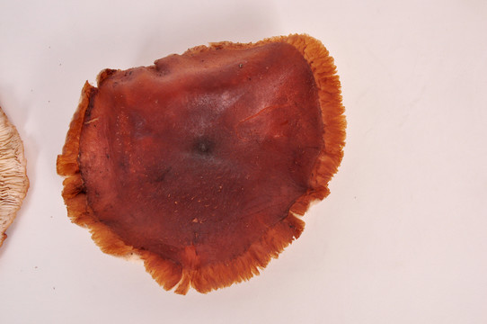 山香菇 菌類 蘑菇 食品 蔬菜