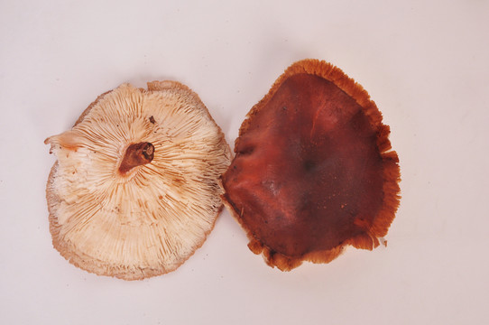 山香菇 菌類 蘑菇 食品 蔬菜