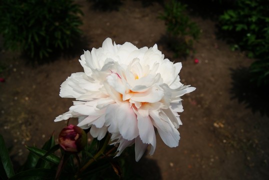 白色芍藥花背景