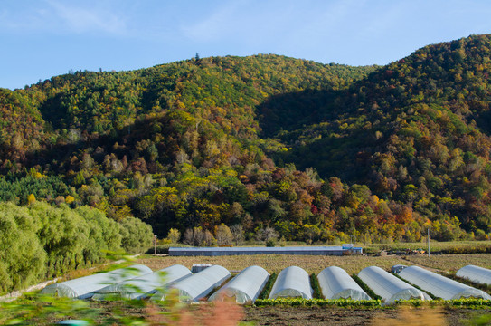長白山 農(nóng)村 溫室 大棚