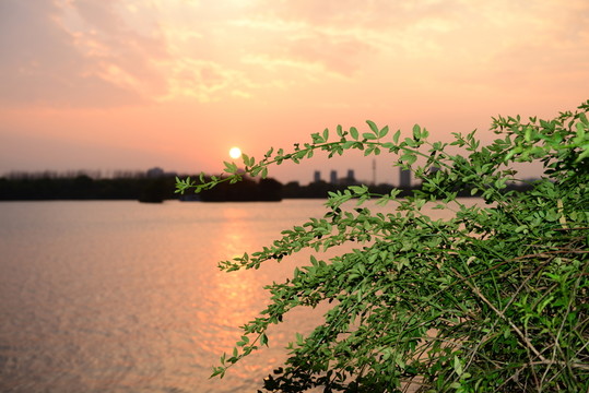 黃昏