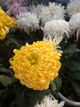菊花