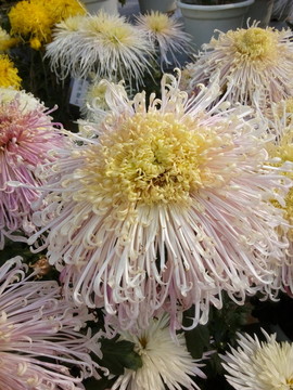 菊花