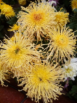 菊花