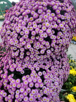 菊花