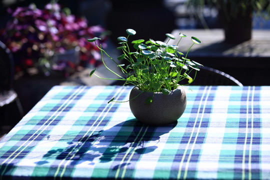 金錢草