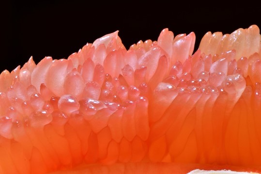 水果 柚 紅心蜜柚 紅肉蜜柚