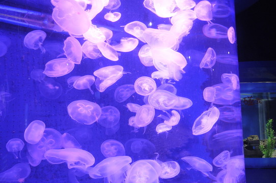 水母