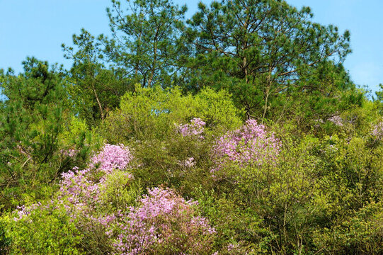 大河四渡野杜鵑花叢