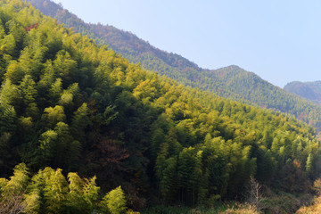 竹林