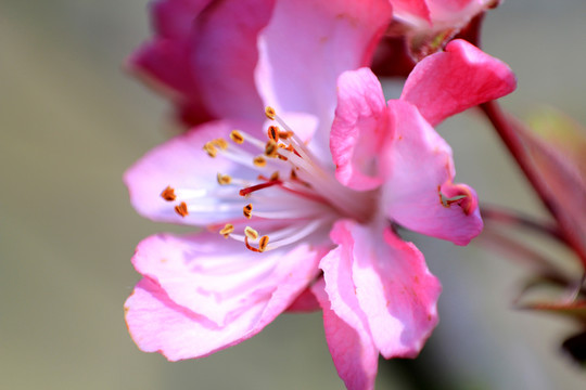 桃花 紅花